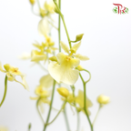 Orchid Oncidium Cream Light Yellow -Long  - (10 Stems) - Pudu Ria Florist