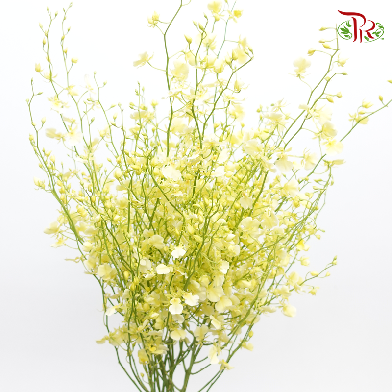 Orchid Oncidium Cream Light Yellow -Long  - (10 Stems) - Pudu Ria Florist