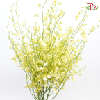 Orchid Oncidium Cream Light Yellow -Long  - (10 Stems) - Pudu Ria Florist