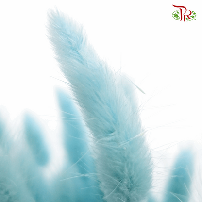 Dry Lagurus Bunny Tail - Blizzard Blue ( Per Bunch)