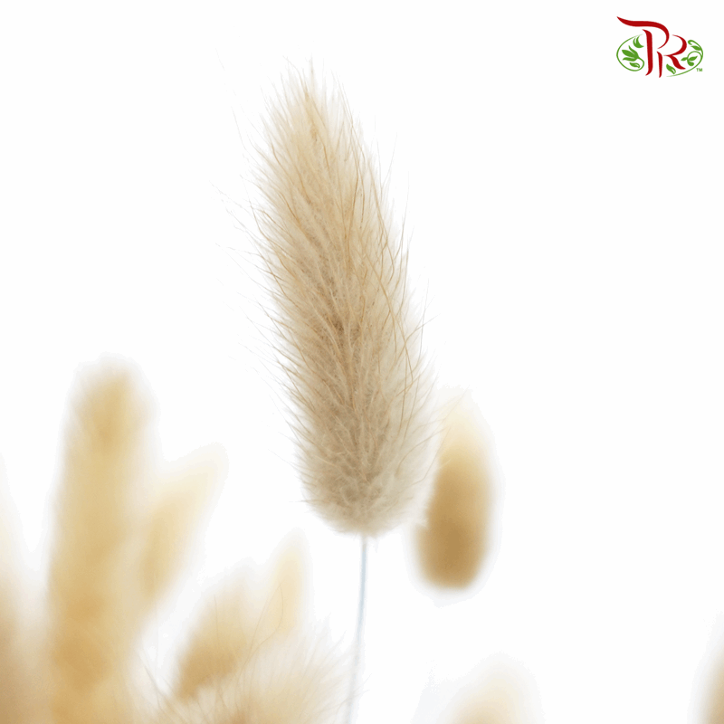 Dry Lagurus Bunny Tail - Sandcastle Brown