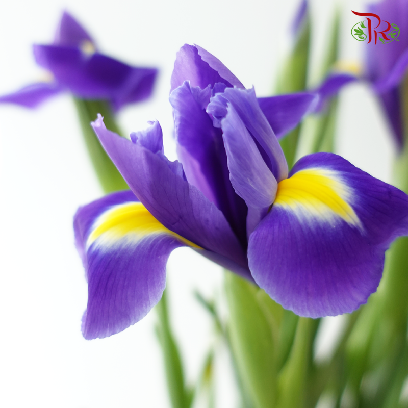 Iris - Purple (10 Stems)