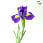 Iris - Purple (10 Stems)