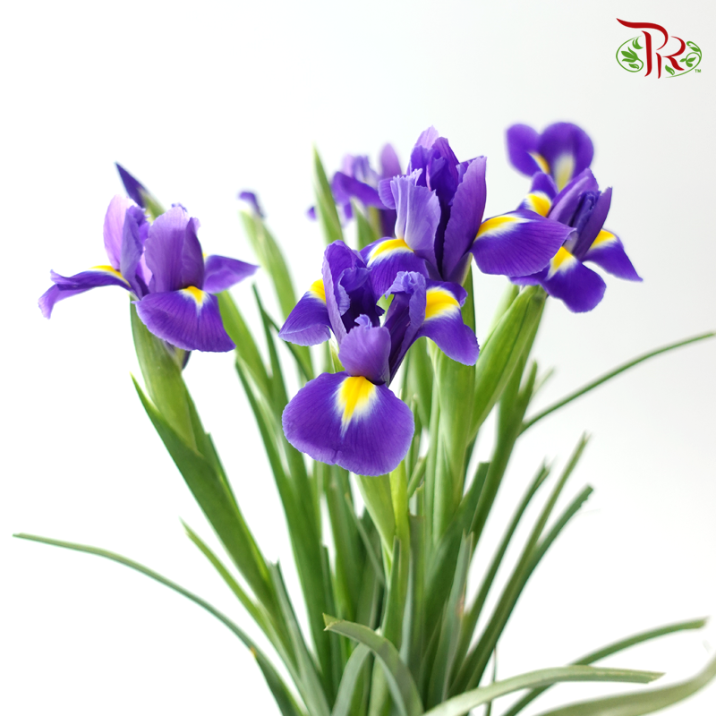 Iris - Purple (10 Stems)