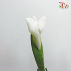 Iris - White (10 Stems)-White-Netherland-prflorist.com.my