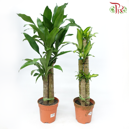 Iron Tree 3 in 1- 2FT《铁树/巴西木》(Random Choose Leaves Colour)-Pudu Ria Florist-prflorist.com.my