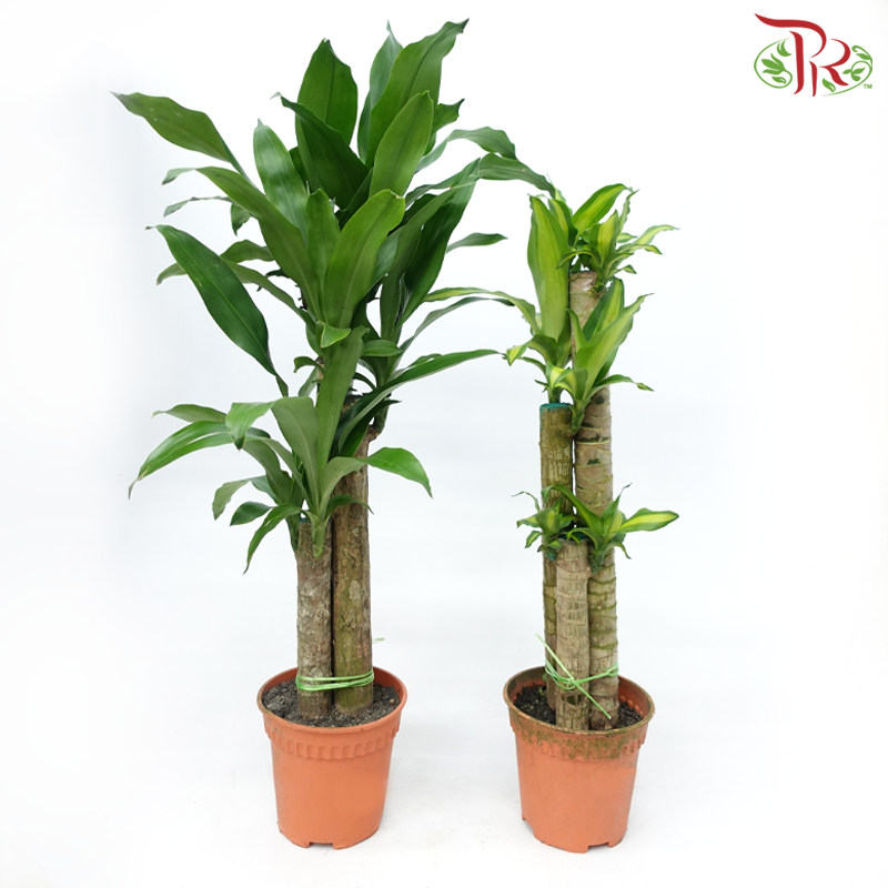 Iron Tree 3 in 2FT《铁树/巴西木》(Random Choose Leaves Color)