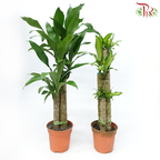 Iron Tree 3 in 2FT《铁树/巴西木》(Random Choose Leaves Color)