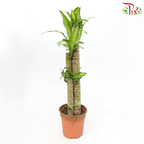 iron tree indoor plant Iron Tree 3 in 2FT《铁树/巴西木》(Random Choose Leaves Color) – Pudu Ria Florist
