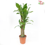 Iron Tree 3 in 2FT《铁树/巴西木》(Random Choose Leaves Color)