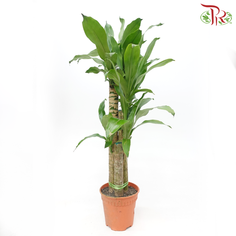 Iron Tree 3 in 2FT《铁树/巴西木》(Random Choose Leaves Color)