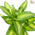 Iron Tree 3 in 1- 2FT《铁树/巴西木》(Random Choose Leaves Colour)-Pudu Ria Florist-prflorist.com.my