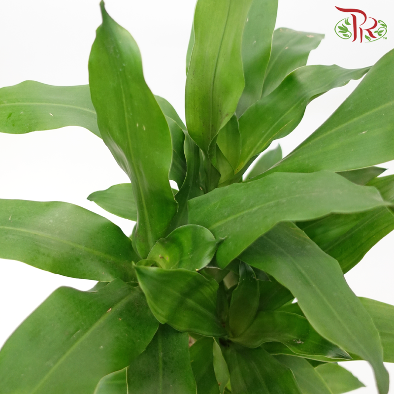 Iron Tree 3 in 1- 2FT《铁树/巴西木》(Random Choose Leaves Colour)-Pudu Ria Florist-prflorist.com.my