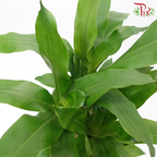 Iron Tree 3 in 1- 2FT《铁树/巴西木》(Random Choose Leaves Colour)-Pudu Ria Florist-prflorist.com.my