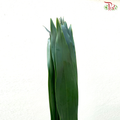 Iron Leaf (Massengana)