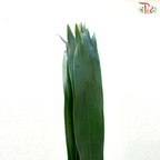 Iron Leaf (Massengana)