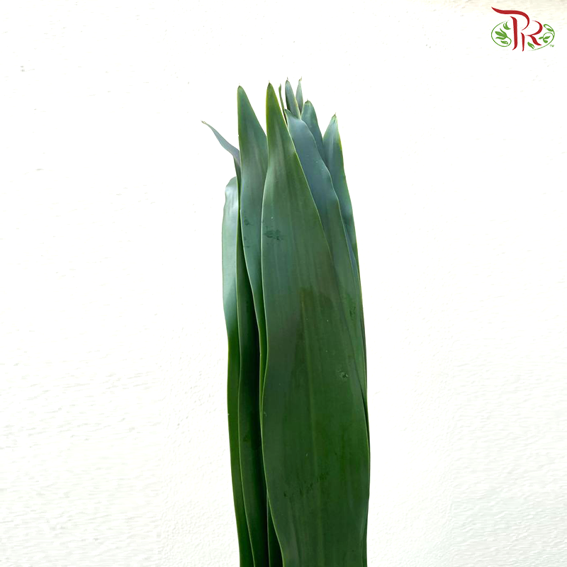 Iron Leaf (Massengana)