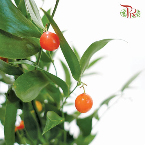 Italy Ruscus - (Per Bunch)-Import-prflorist.com.my