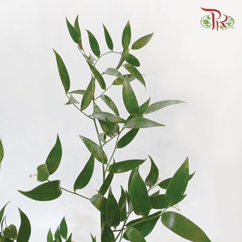 Italy Ruscus - (Per Bunch)-Netherland-prflorist.com.my