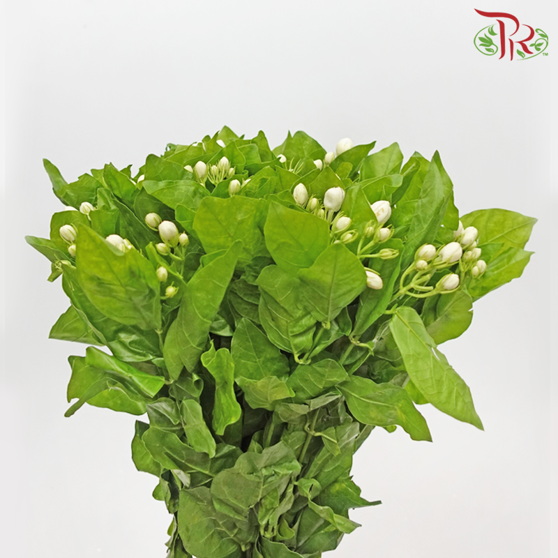 Jasmine Flower - White (Per Bunch)-White-China-prflorist.com.my