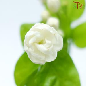 Jasmine Flower - White (Per Bunch)-White-China-prflorist.com.my