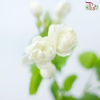 Jasmine Flower - White (Per Bunch)-White-China-prflorist.com.my