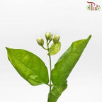 Jasmine Flower - White (Per Bunch)-White-China-prflorist.com.my