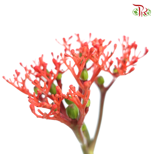 Jatropho Firecrack (10 Stems)-Red-Netherland-prflorist.com.my