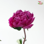 Peony - Kouga Pink (5 Stems) (Small Head - Capitalum: 2-4cm) **Fragile**