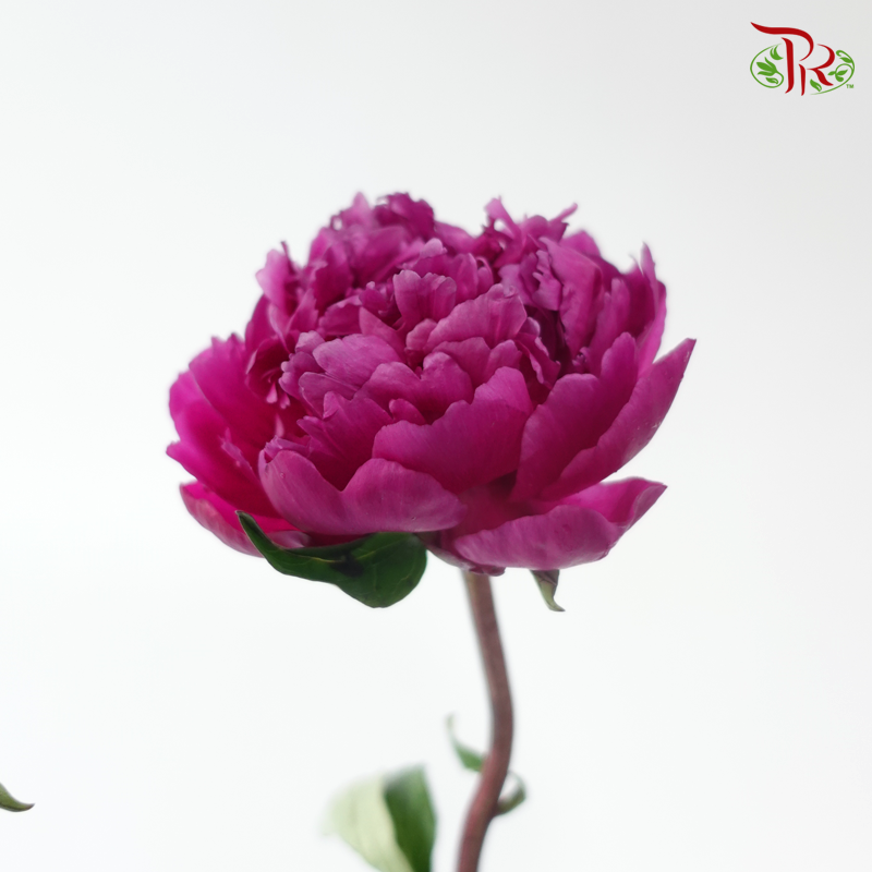 Peony - Kouga Pink (5 Stems) (Small Head - Capitalum: 2-4cm) **Fragile**