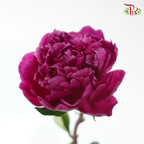 Peony - Kouga Pink (5 Stems) (Small Head - Capitalum: 2-4cm) **Fragile**
