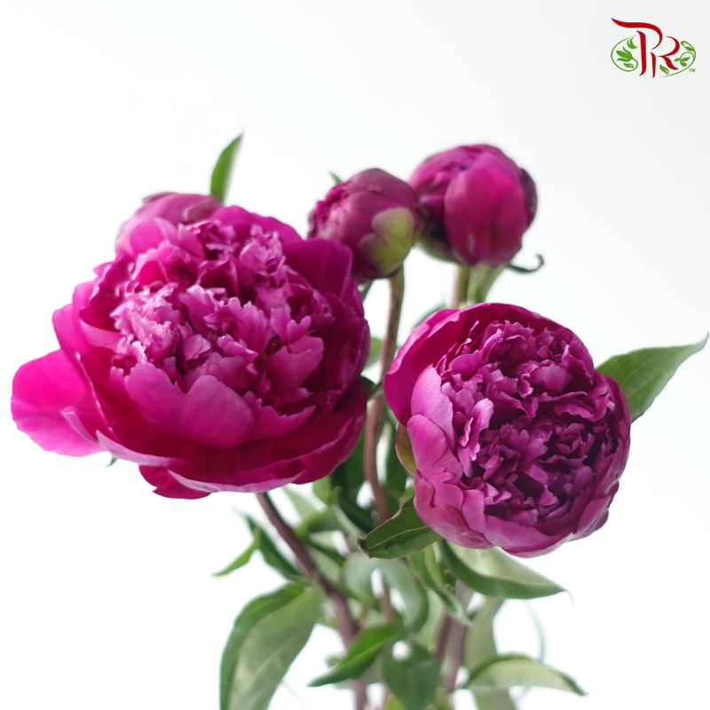Peony - Kouga Pink (5 Stems) (Small Head - Capitalum: 2-4cm) **Fragile**