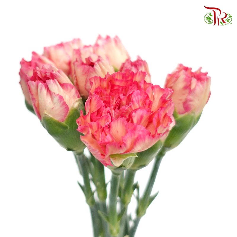 Carnation Special Colour - Juicy Peach (18-20 Stems) - Pudu Ria Florist