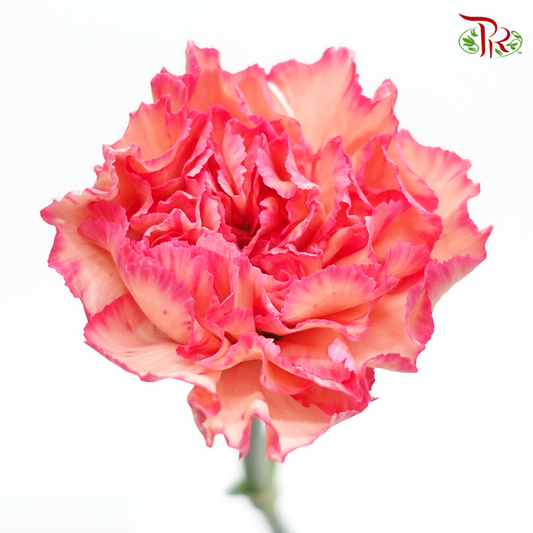 Carnation Special Colour - Juicy Peach (18-20 Stems) - Pudu Ria Florist