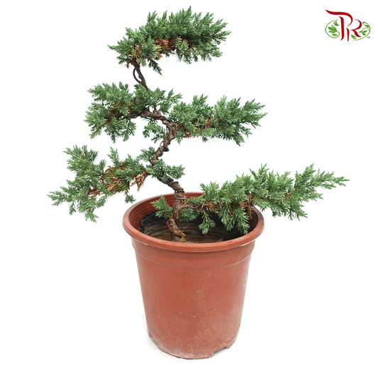 Juniperus 5L 《真柏》-Pudu Ria Florist-prflorist.com.my