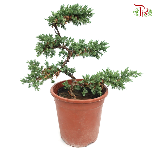 Juniperus 5L《真柏》