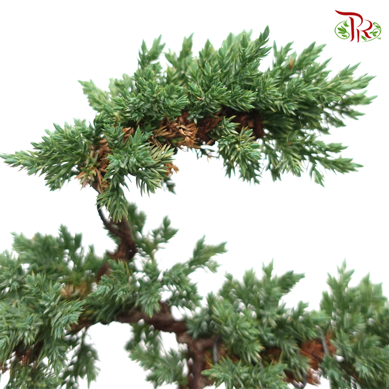 Juniperus 5L 《真柏》