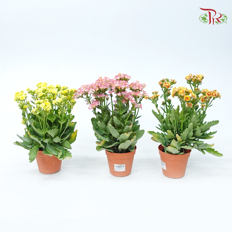 Kalanchoe P105《长寿花》 (Random Choose Colour)-Pudu Ria Florist-prflorist.com.my