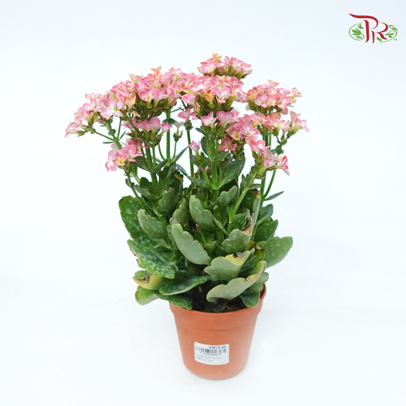 Kalanchoe P105《长寿花》 (Random Choose Colour)-Pudu Ria Florist-prflorist.com.my