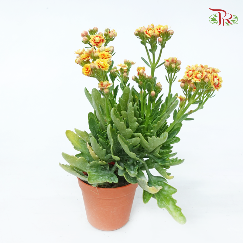 Kalanchoe P105《长寿花》 (Random Choose Colour)-Pudu Ria Florist-prflorist.com.my