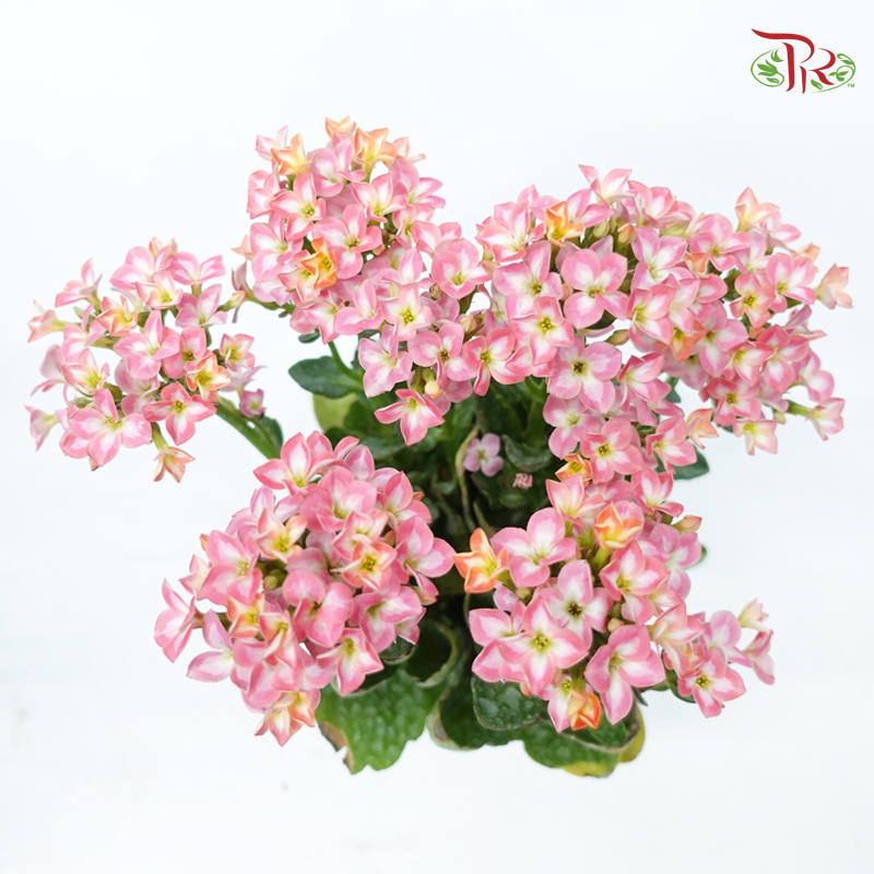 Kalanchoe P105《长寿花》 (Random Choose Colour)-Pudu Ria Florist-prflorist.com.my