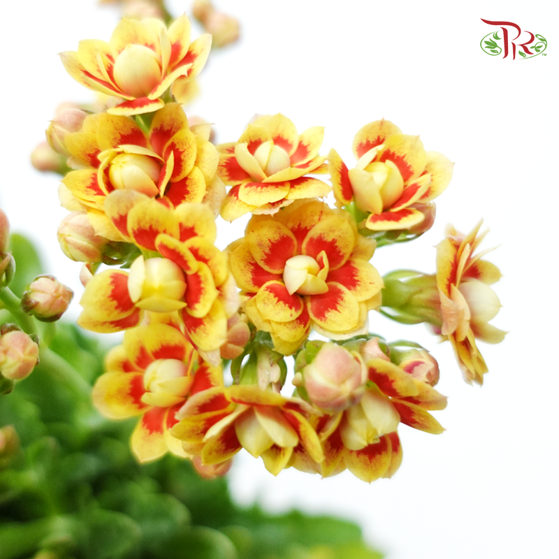 Kalanchoe P105《长寿花》 (Random Choose Colour)-Pudu Ria Florist-prflorist.com.my