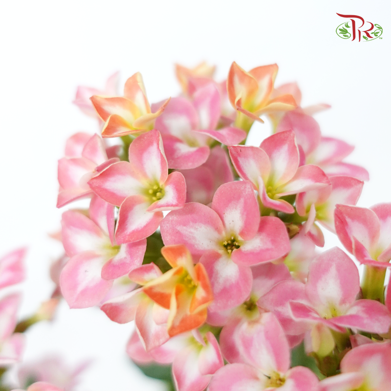 Kalanchoe P105《长寿花》 (Random Choose Colour)-Pudu Ria Florist-prflorist.com.my