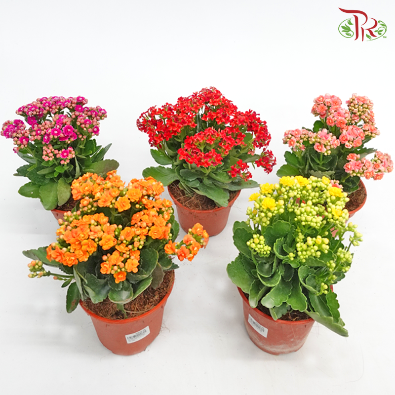 Kalanchoe《长寿花》(Randomly Selected)-Pudu Ria Florist-prflorist.com.my