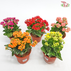 Kalanchoe《长寿花》(Randomly Selected)-Pudu Ria Florist-prflorist.com.my
