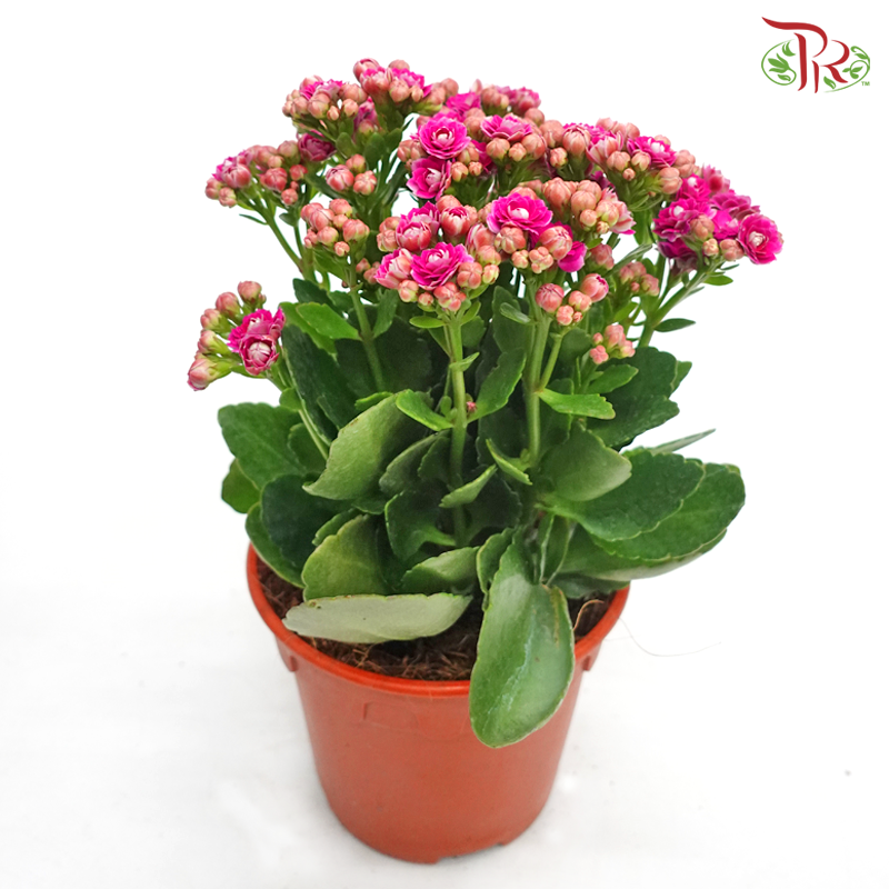Kalanchoe《长寿花》(Randomly Selected)-Pudu Ria Florist-prflorist.com.my