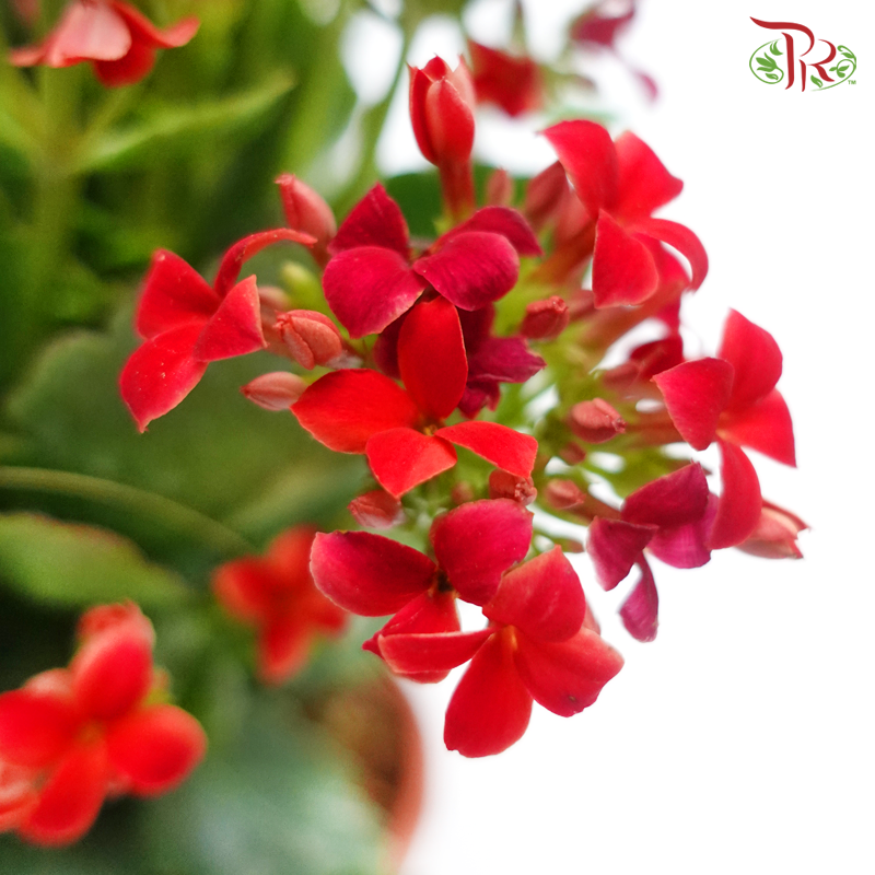 Kalanchoe《长寿花》(Randomly Selected)-Pudu Ria Florist-prflorist.com.my