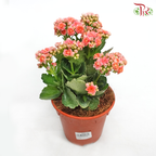 Kalanchoe《长寿花》(Randomly Selected)-Pudu Ria Florist-prflorist.com.my
