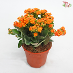 Kalanchoe《长寿花》(Randomly Selected)-Pudu Ria Florist-prflorist.com.my