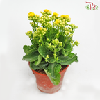 Kalanchoe《长寿花》(Randomly Selected)-Pudu Ria Florist-prflorist.com.my